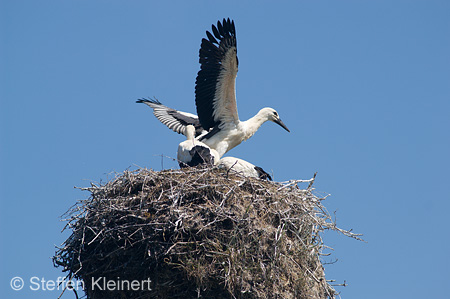 Weißstorch, Ciconia ciconia 013